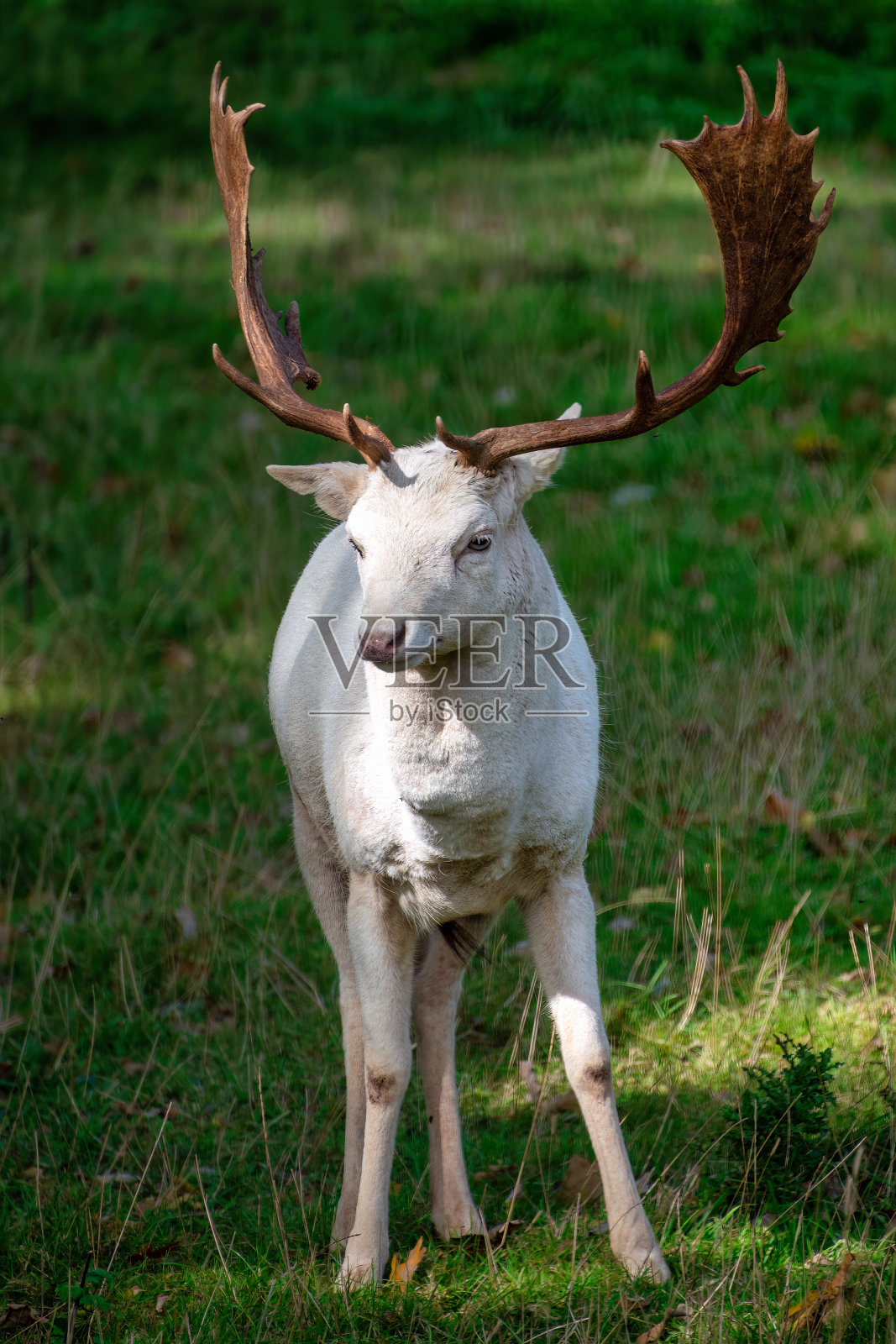 布里斯托尔阿什顿庄园的鹿照片摄影图片