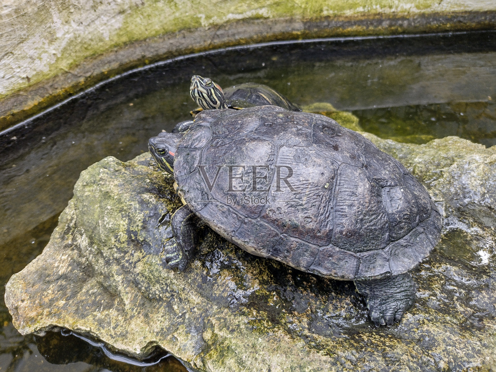 两只乌龟在一块石头上照片摄影图片