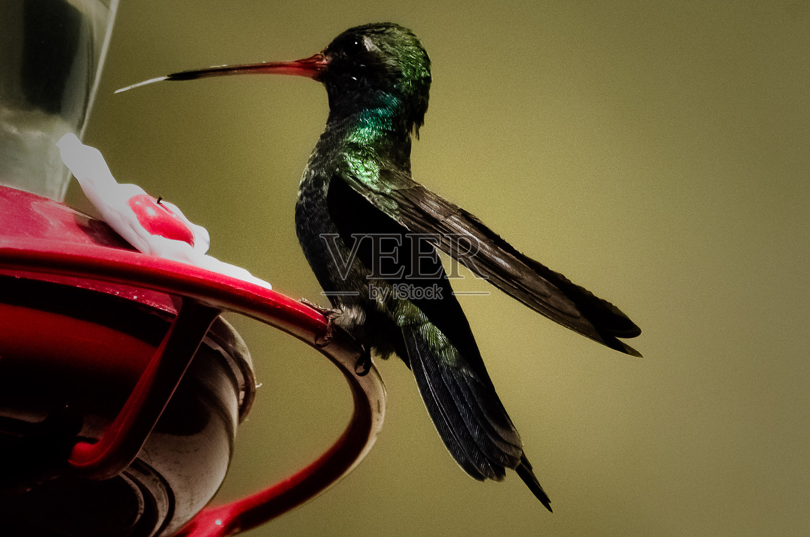 ColibrÍ /蜂鸟照片摄影图片
