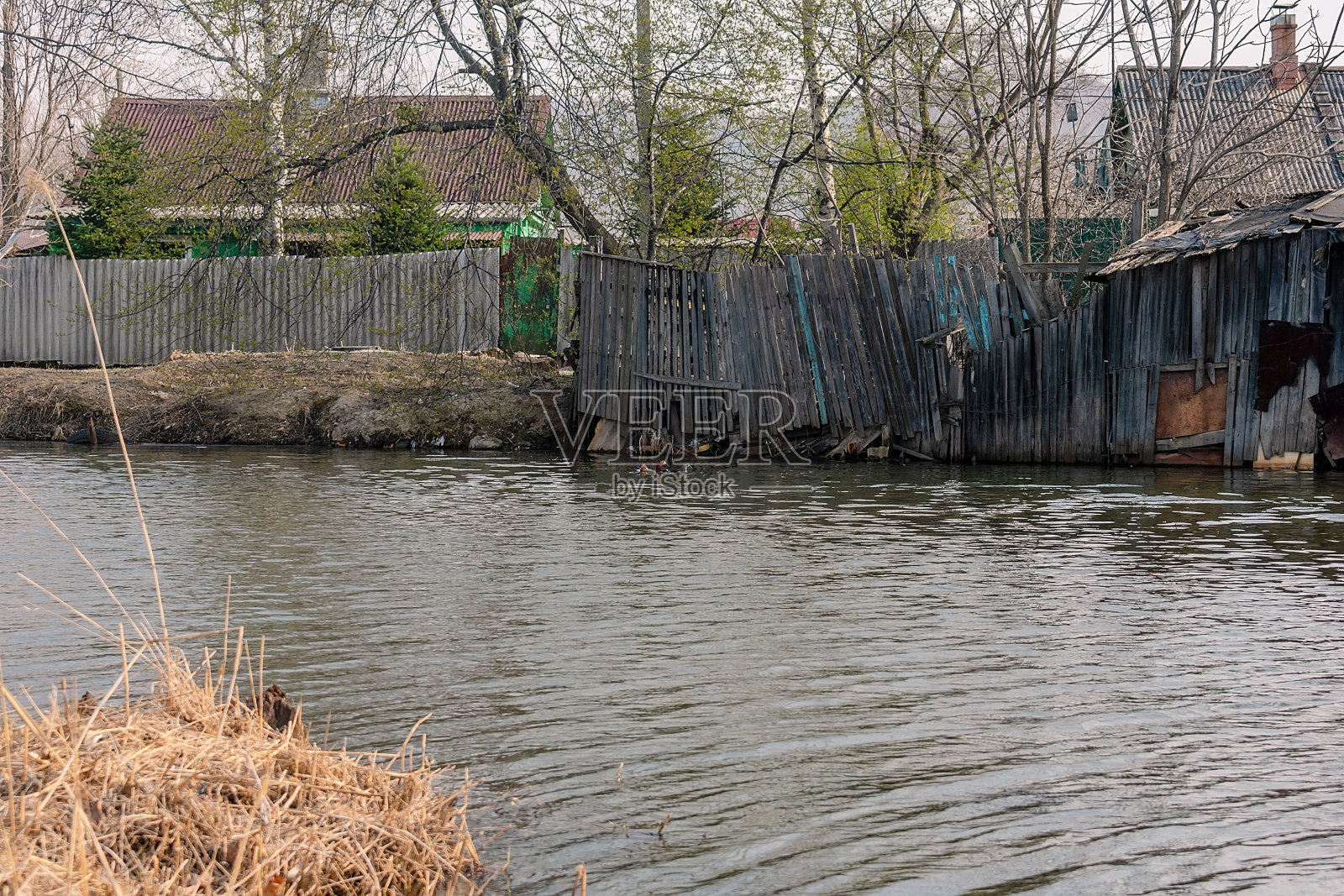 在春天的繁殖季节，鸳鸯在河里游泳。照片摄影图片