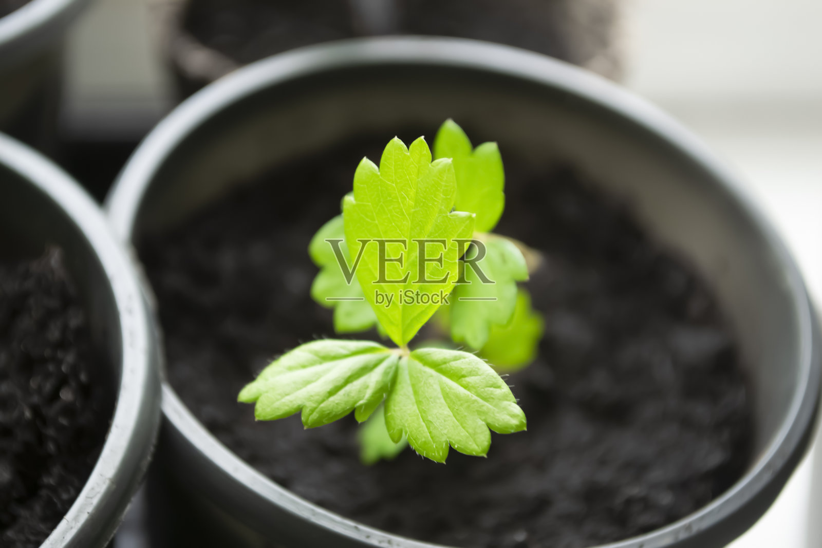 小杯子里的草莓苗。有几片叶子的草莓幼苗。从种子开始种植草莓。照片摄影图片