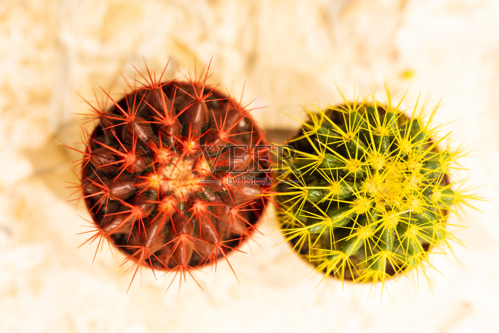 红色和黄色的小仙人掌照片摄影图片