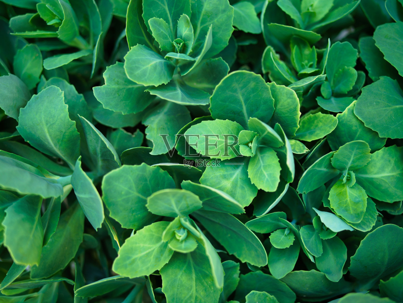 脂肪的植物照片摄影图片