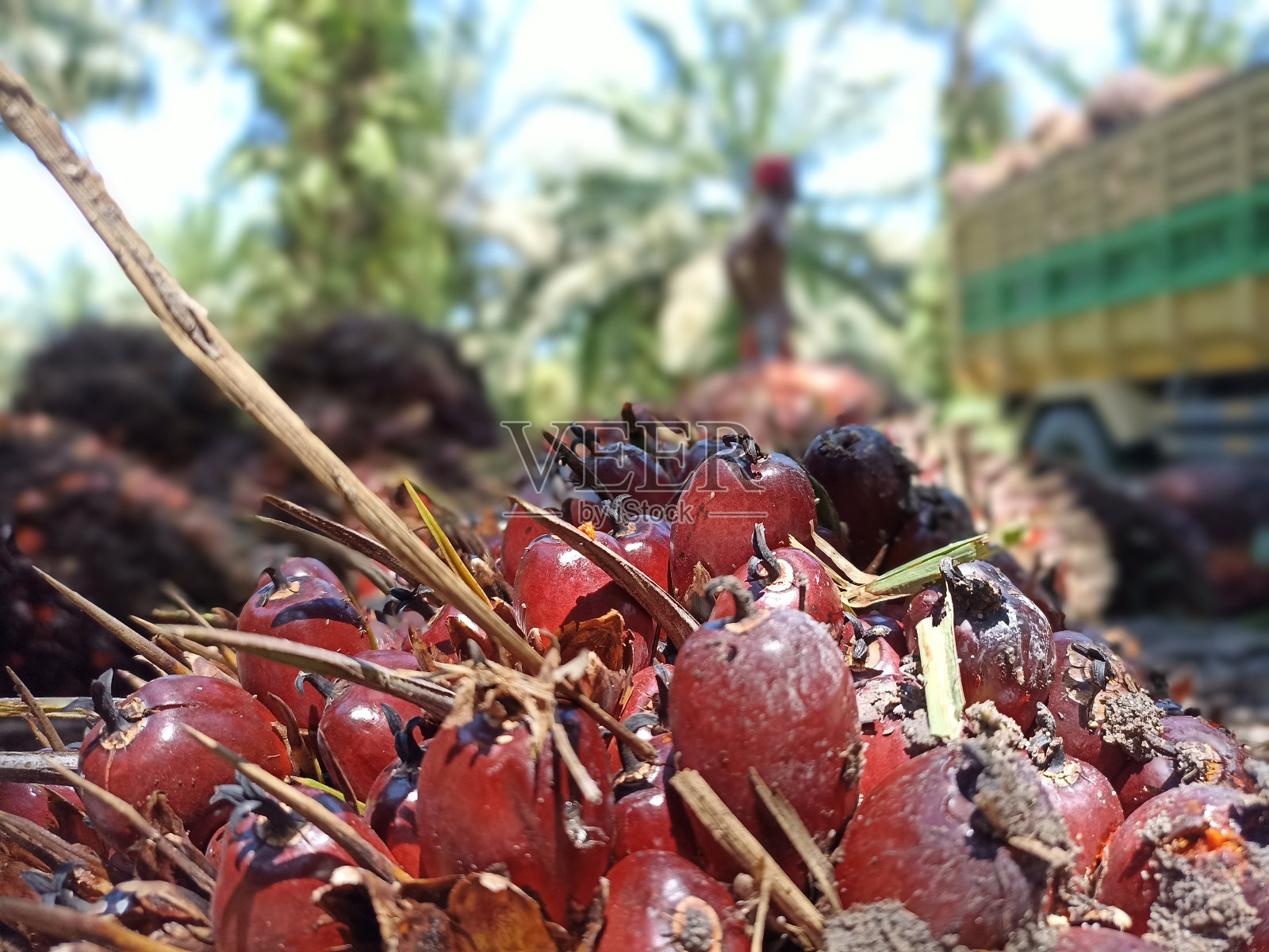 棕榈油照片摄影图片