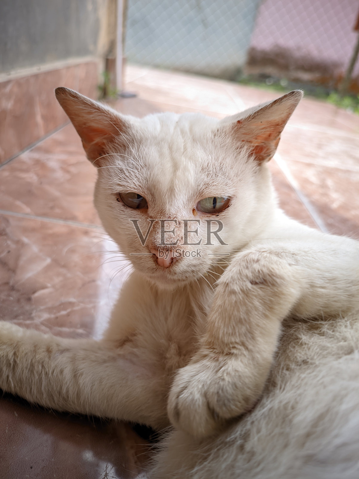 一只可怜的老白猫躺在房子门廊外棕色瓷砖地板上的特写照片摄影图片