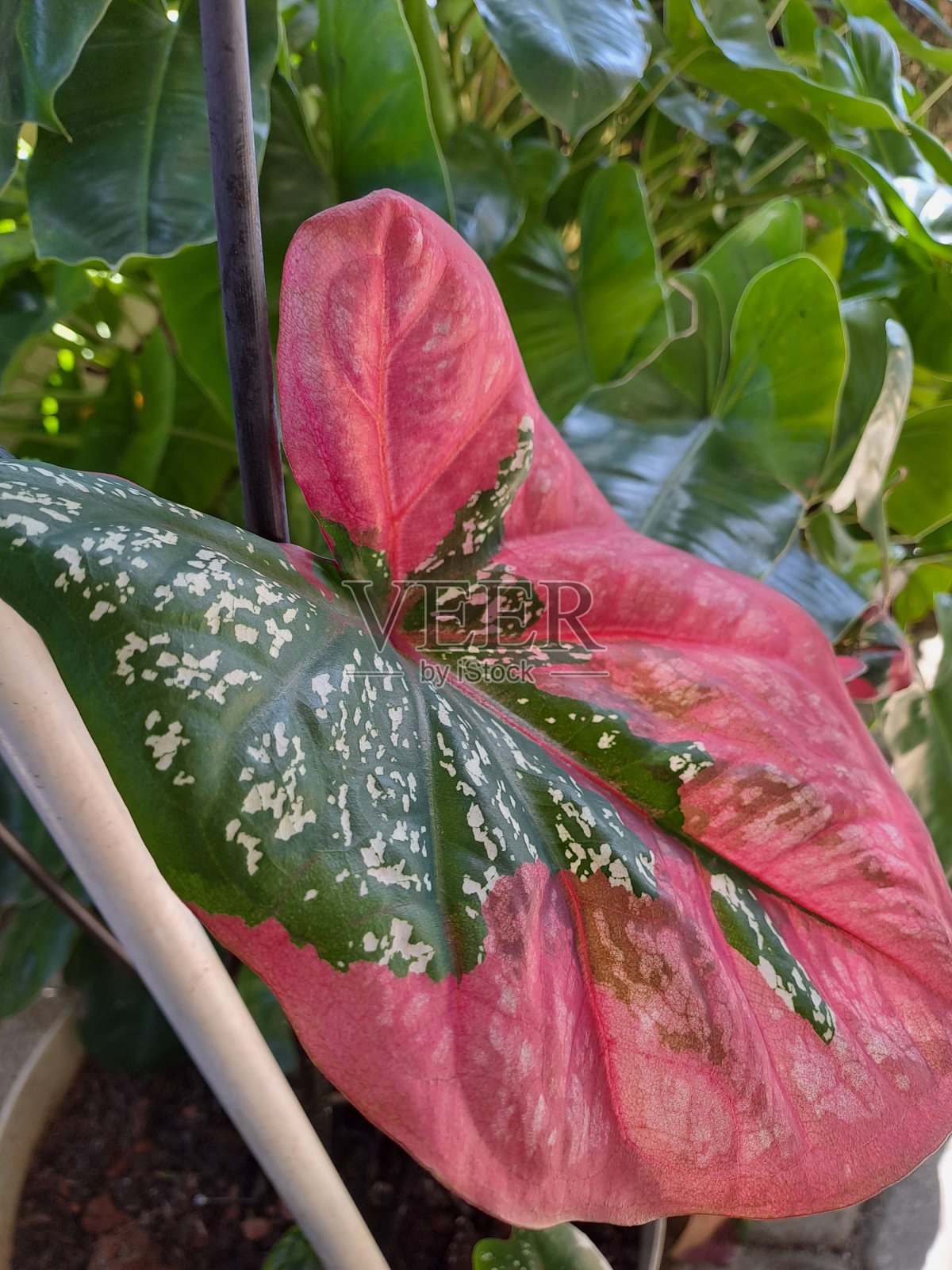 Caladium双色，粉红色叶和绿色脉(佛罗里达甜心)，粉红色Caladium叶照片摄影图片