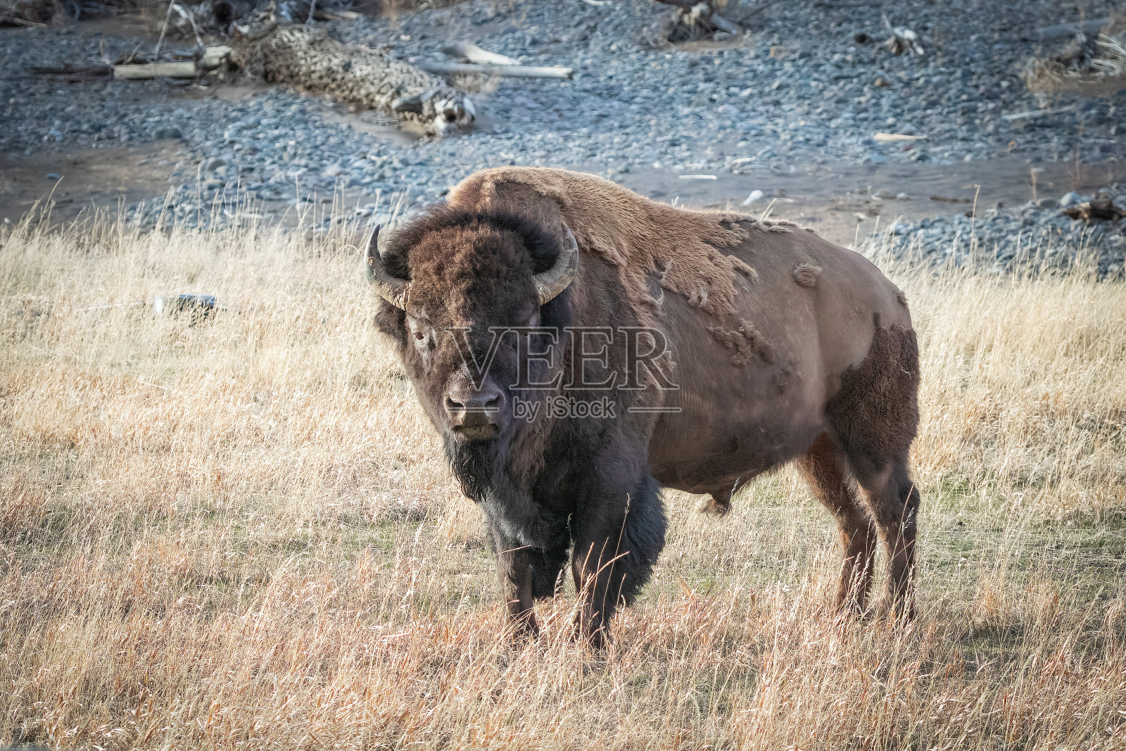野牛恐吓照片摄影图片