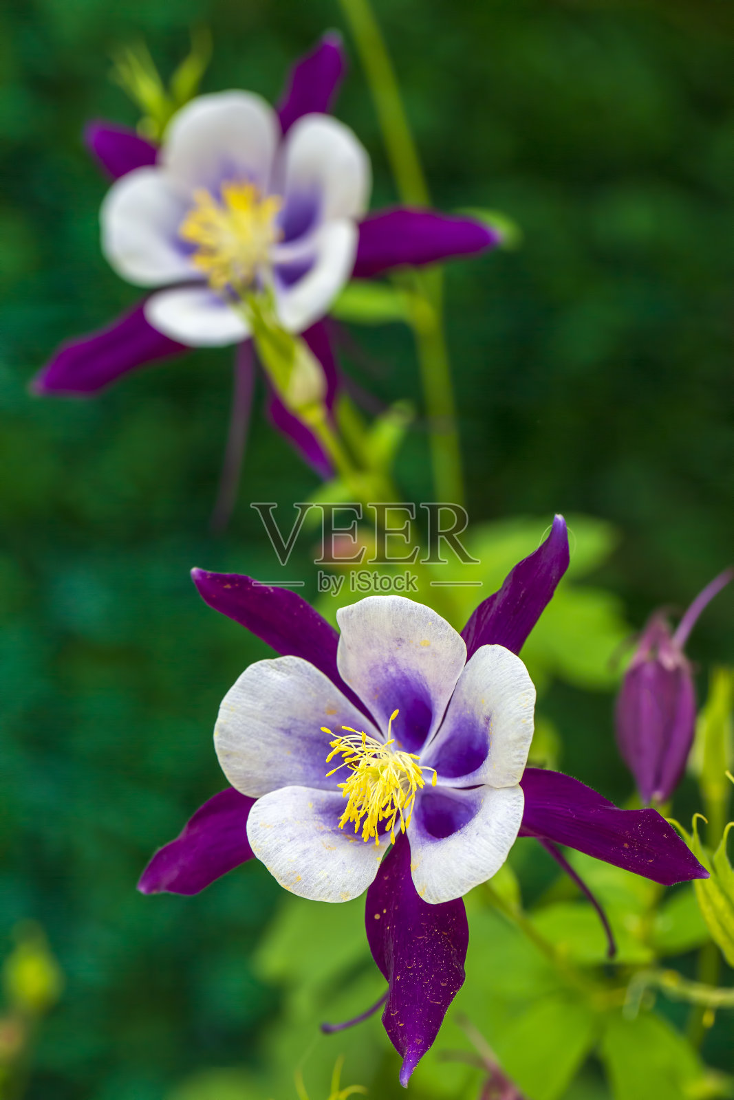 毛茛属毛茛科的一个属。照片摄影图片