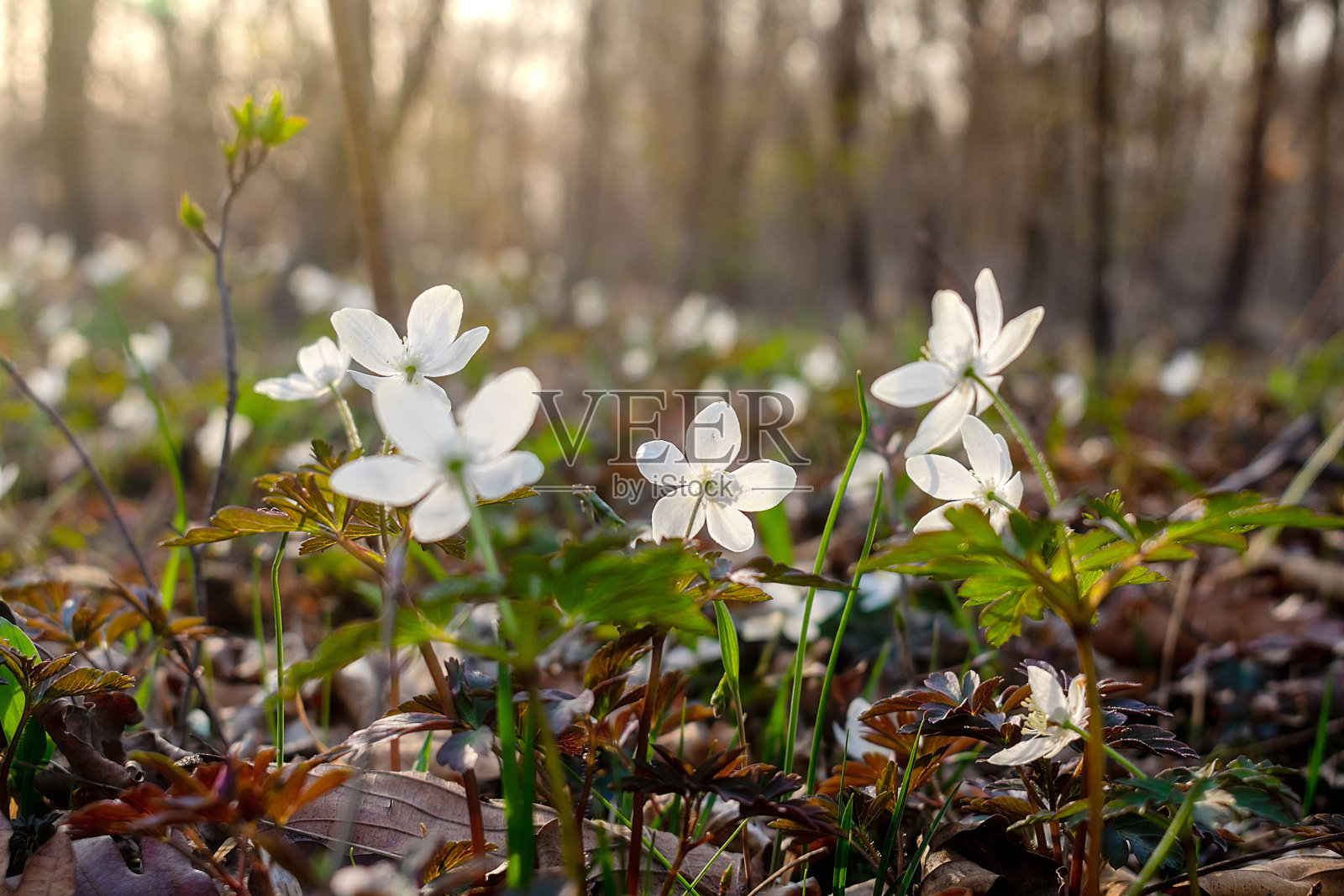 有许多白色海葵花的空地。照片摄影图片