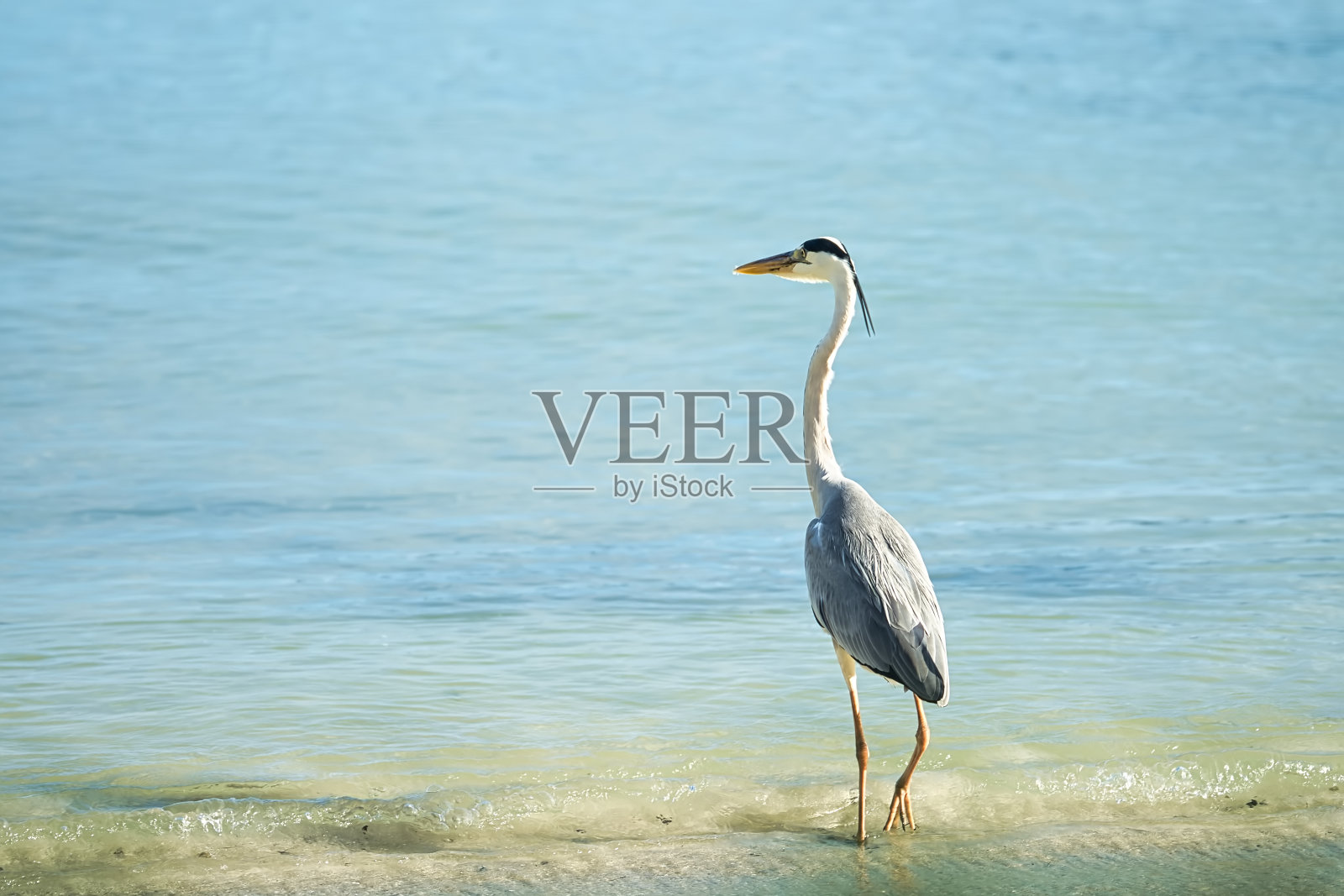 靠近海滩的棕色苍鹭鸟，塞舌尔马埃岛照片摄影图片