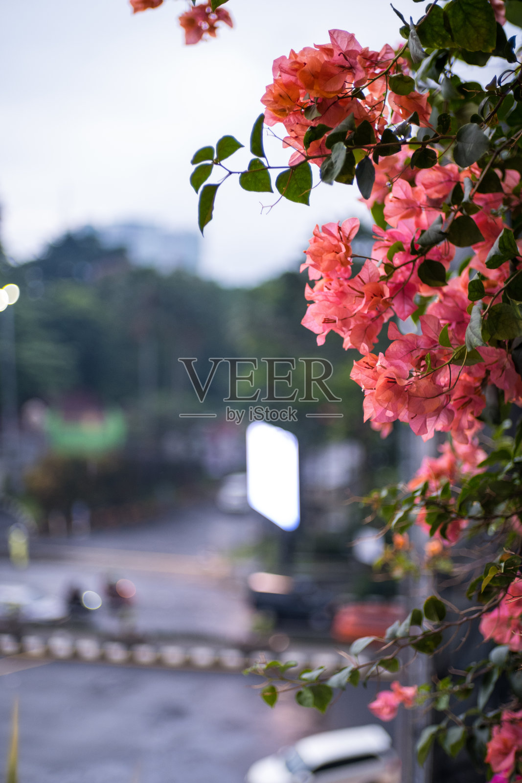桔黄色九重葛属植物，花鲜艳。模糊的背景照片摄影图片