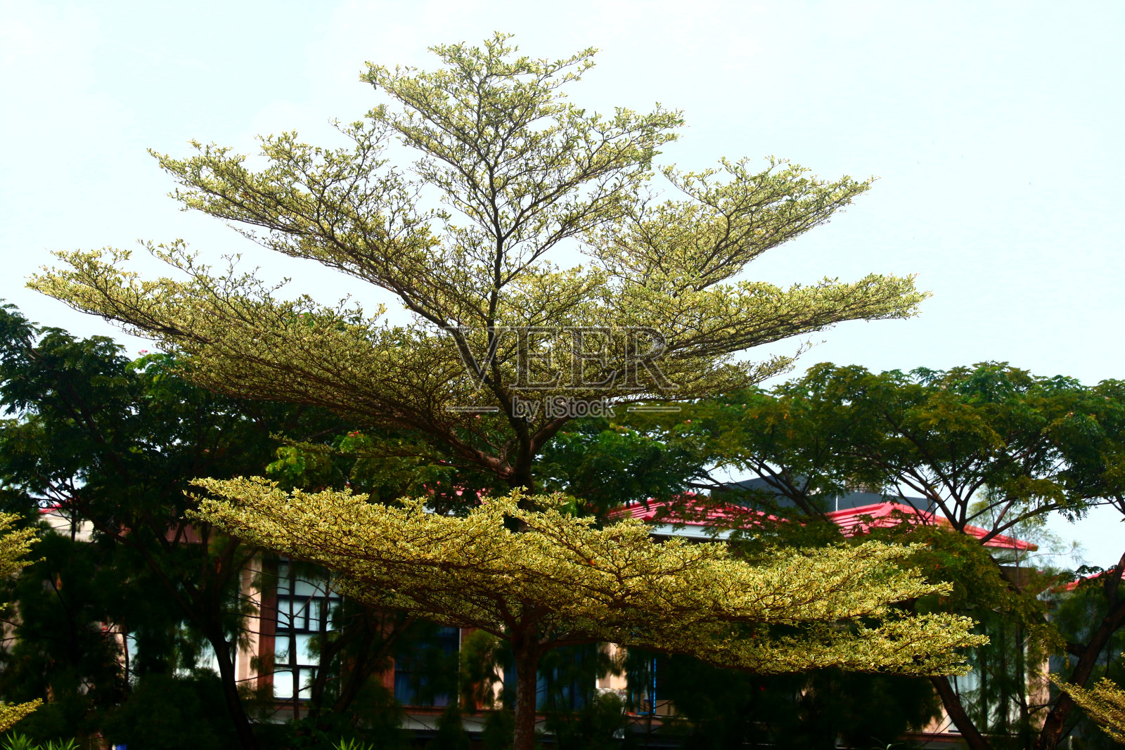 矮几何树或有刺的黑橄榄，Ketapang kencana照片摄影图片
