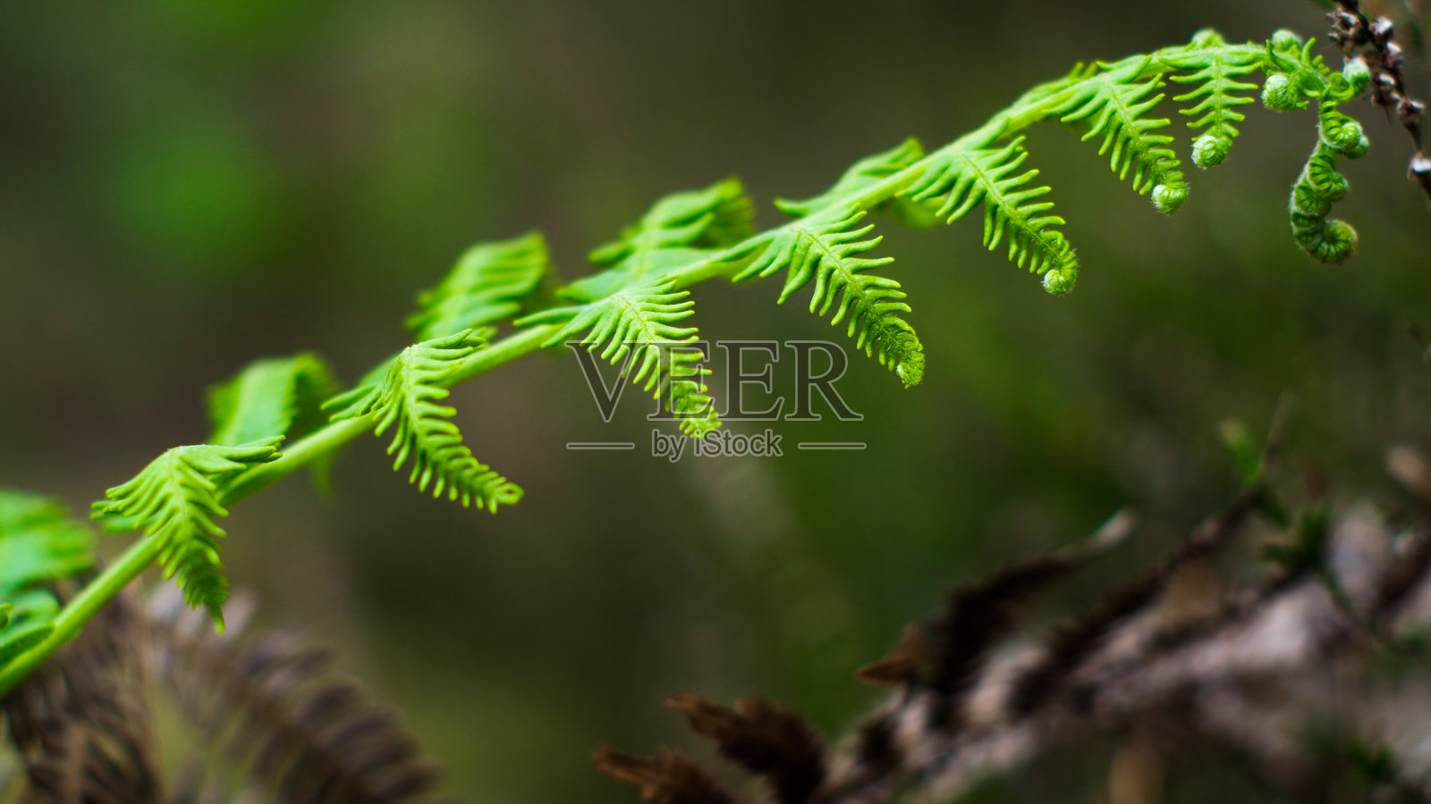 福伊尔·德·富格尔·野蛮人照片摄影图片