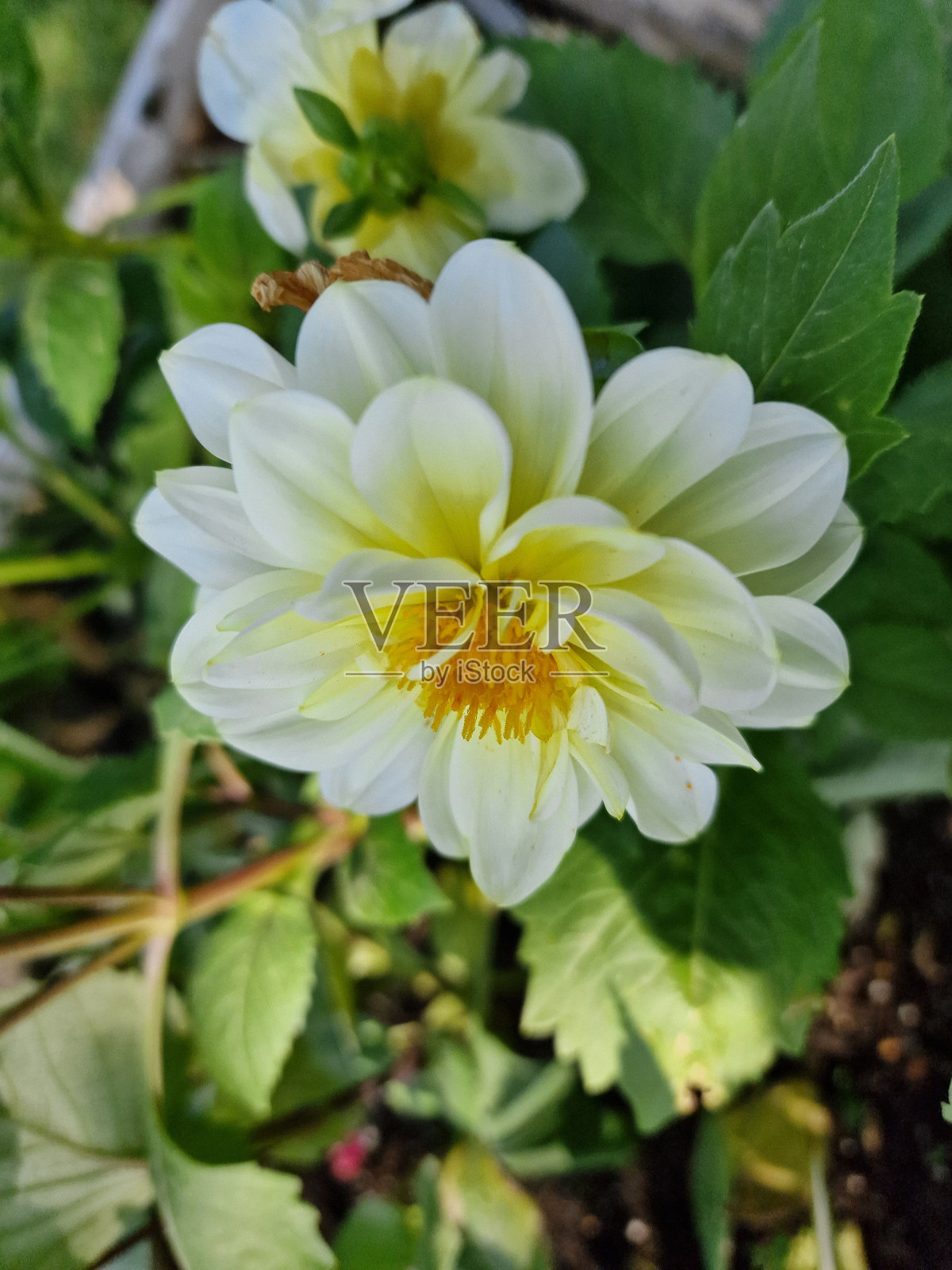 波兰科学院植物园里令人惊叹的春花色彩照片摄影图片