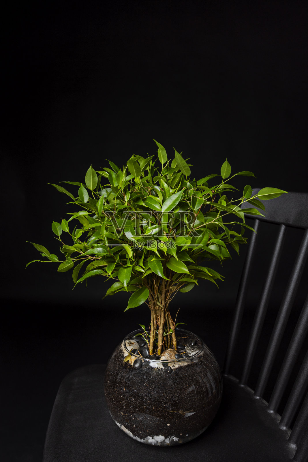 榕树，通常被称为黄杨木或印度月桂，放在黑色条纹椅上的玻璃盆里照片摄影图片