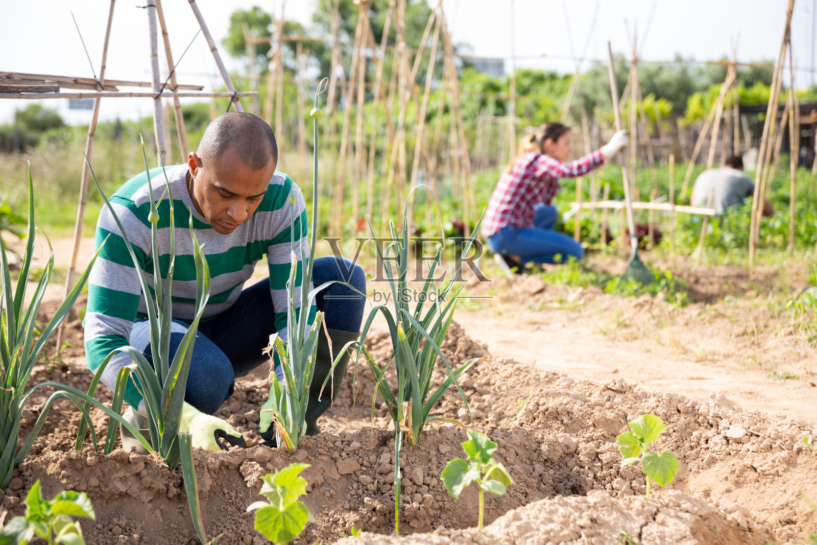 拉丁裔农民在花园里给菜畦除草照片摄影图片