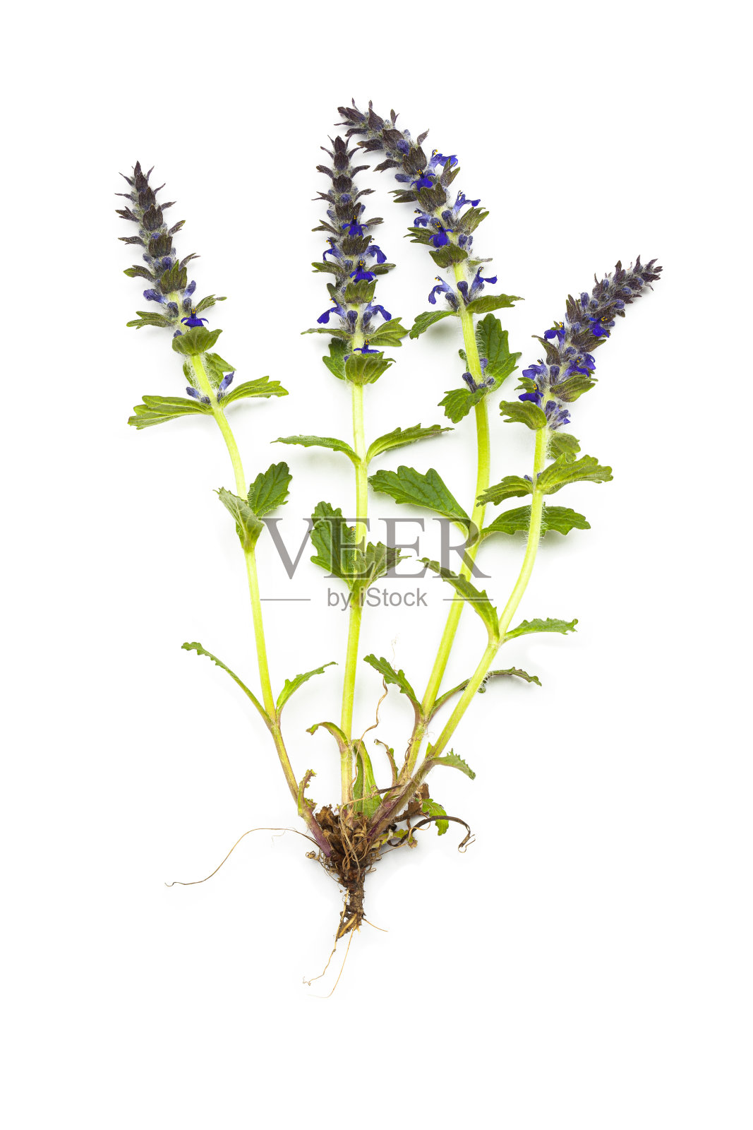 Ayuga花生长在森林里照片摄影图片