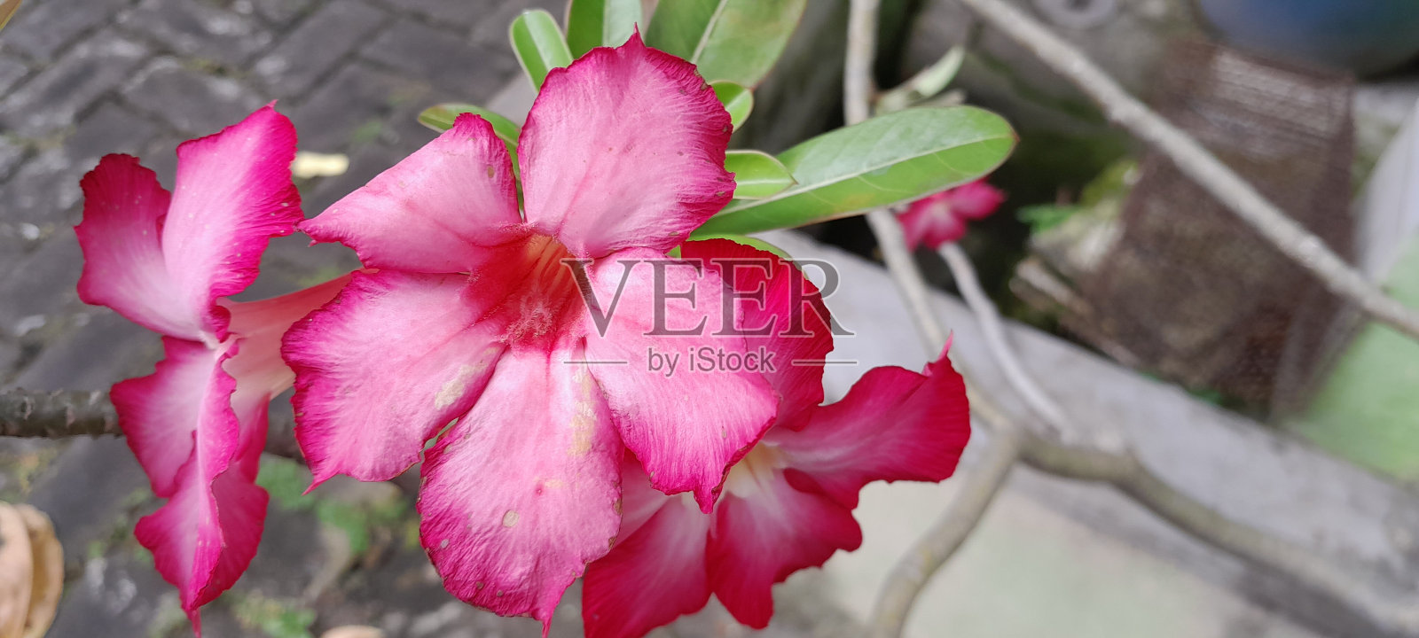 Adenium obesum照片摄影图片