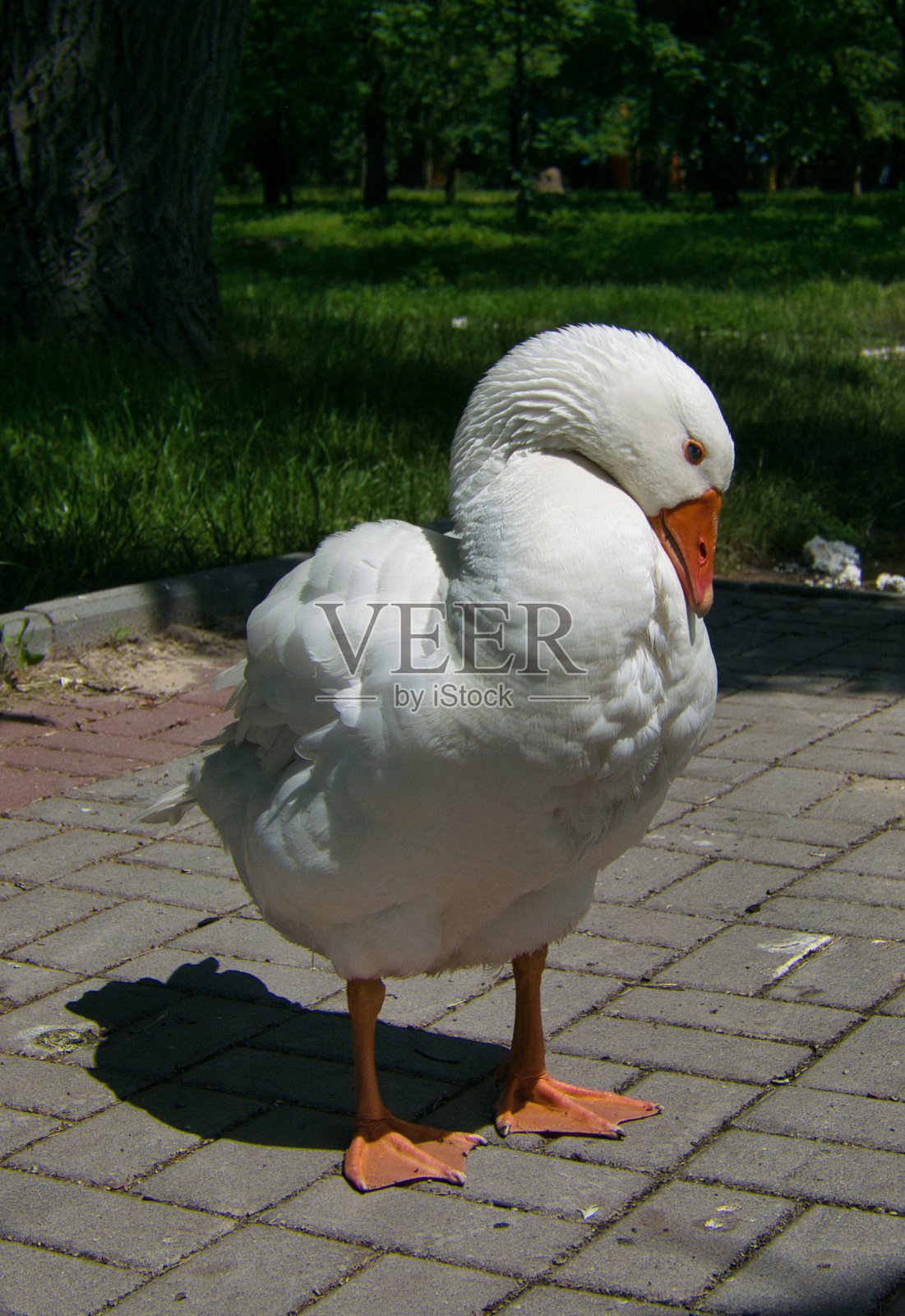 鹅站在公园的湖边照片摄影图片