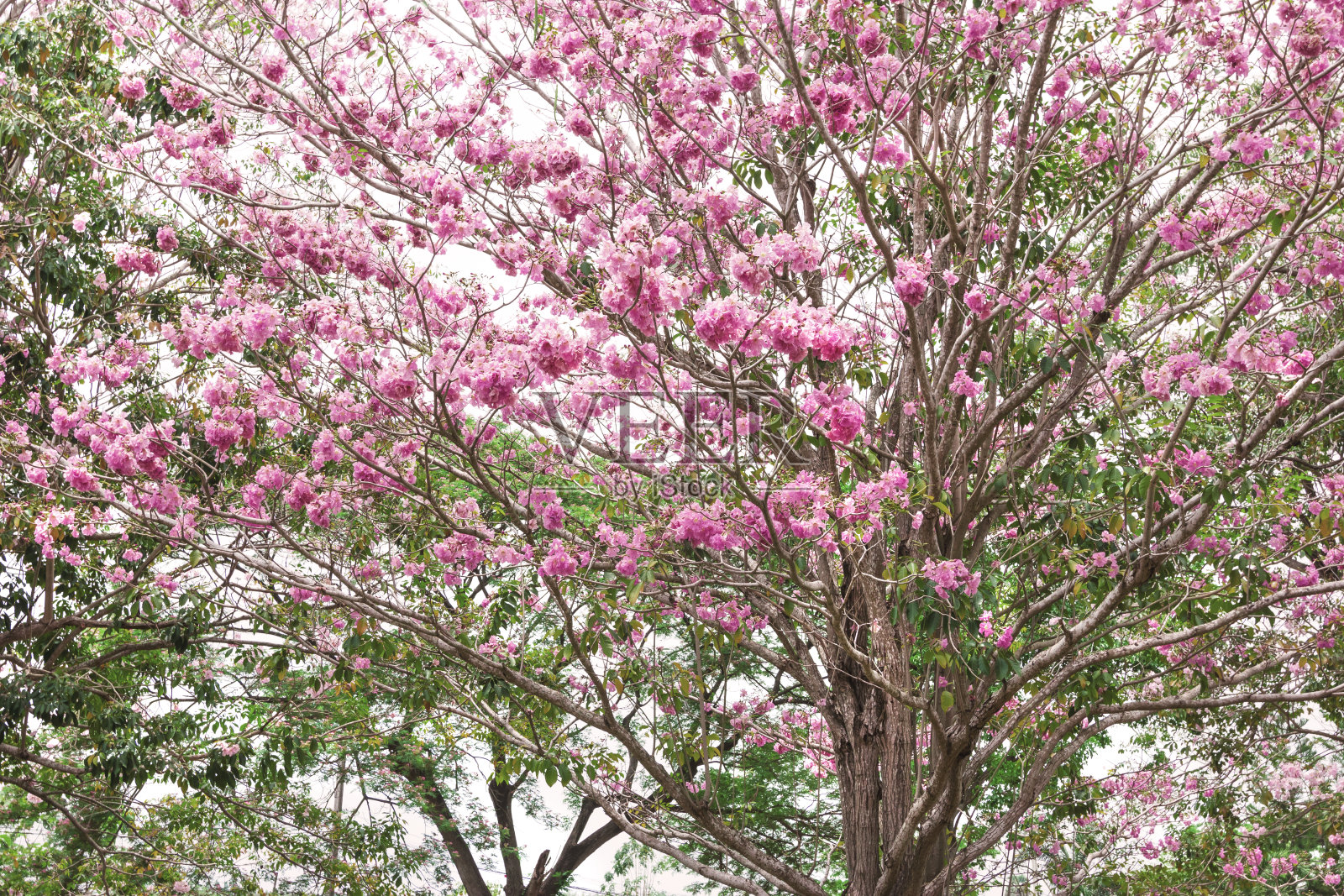 粉红色的小喇叭树或蔷薇花，孤立在白色背景上照片摄影图片