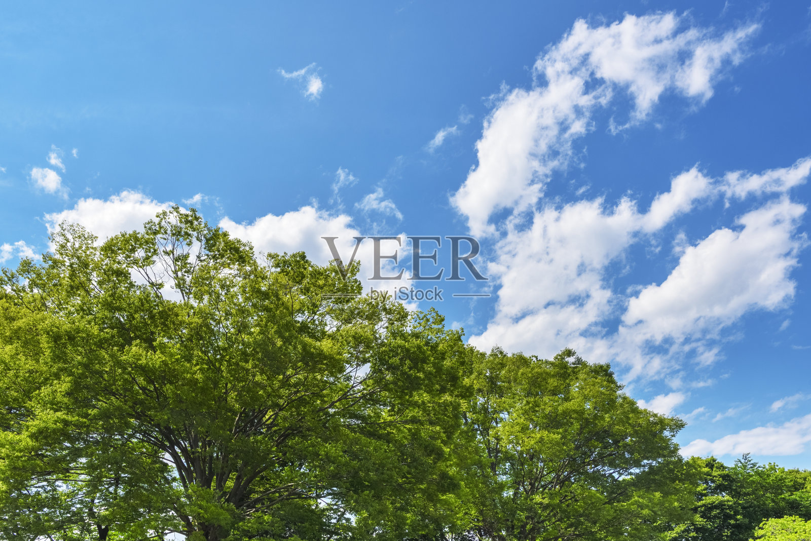 树木和蓝天。照片摄影图片