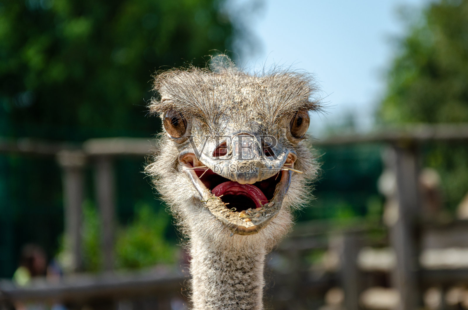 在动物园里拍摄的动物照片。照片摄影图片