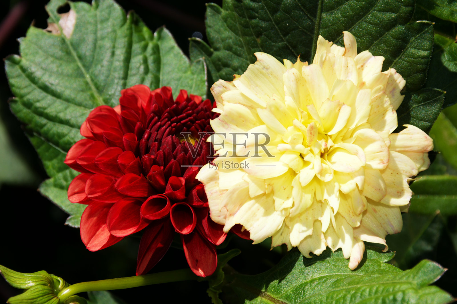 绿色灌木上的红色大丽花和黄色大丽花照片摄影图片