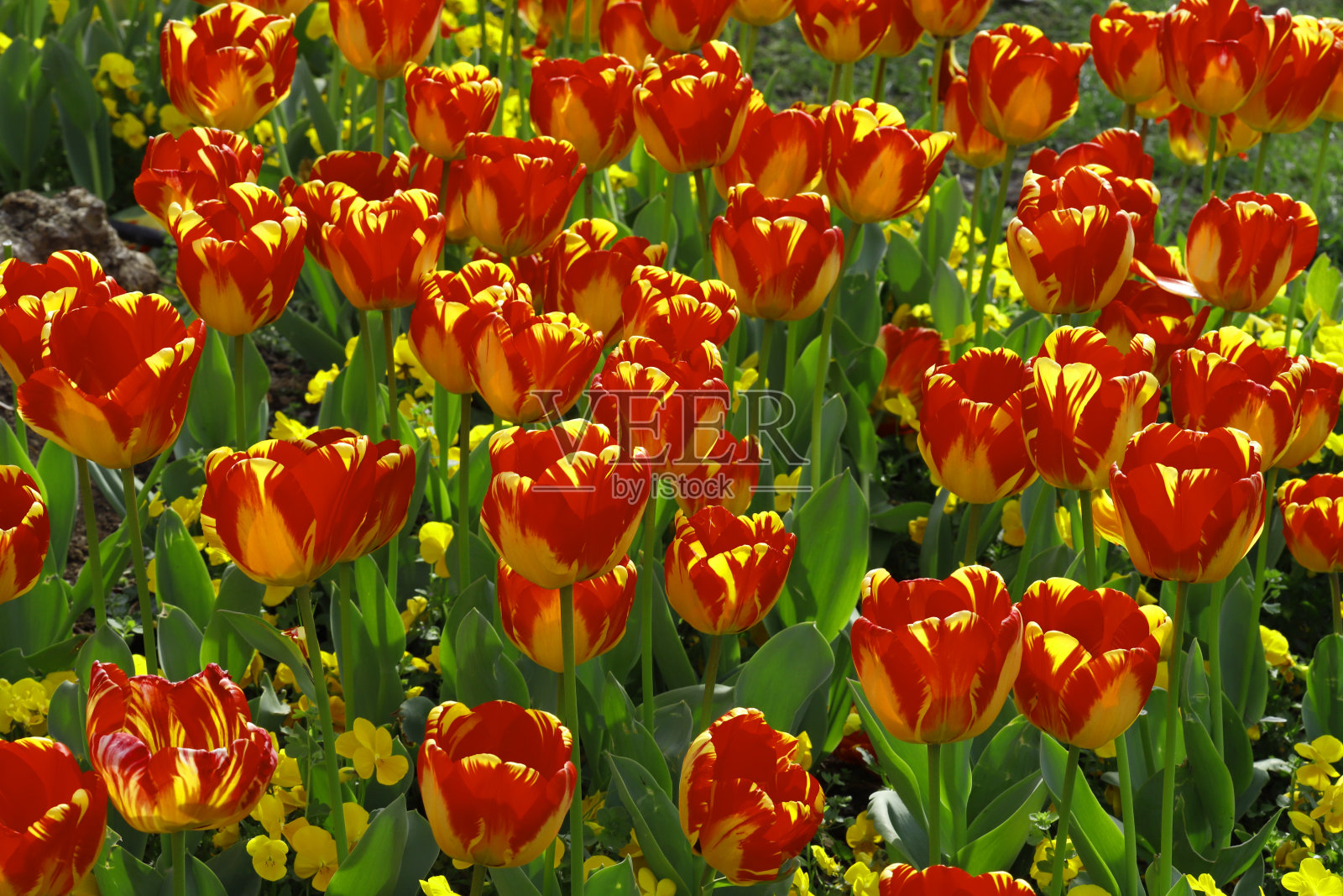 红橙色郁金香照片摄影图片