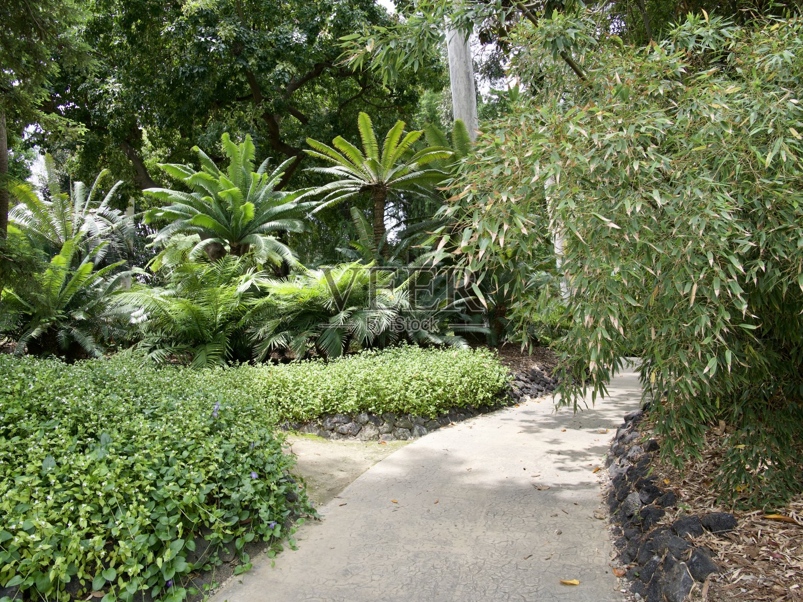 丛林之路照片摄影图片