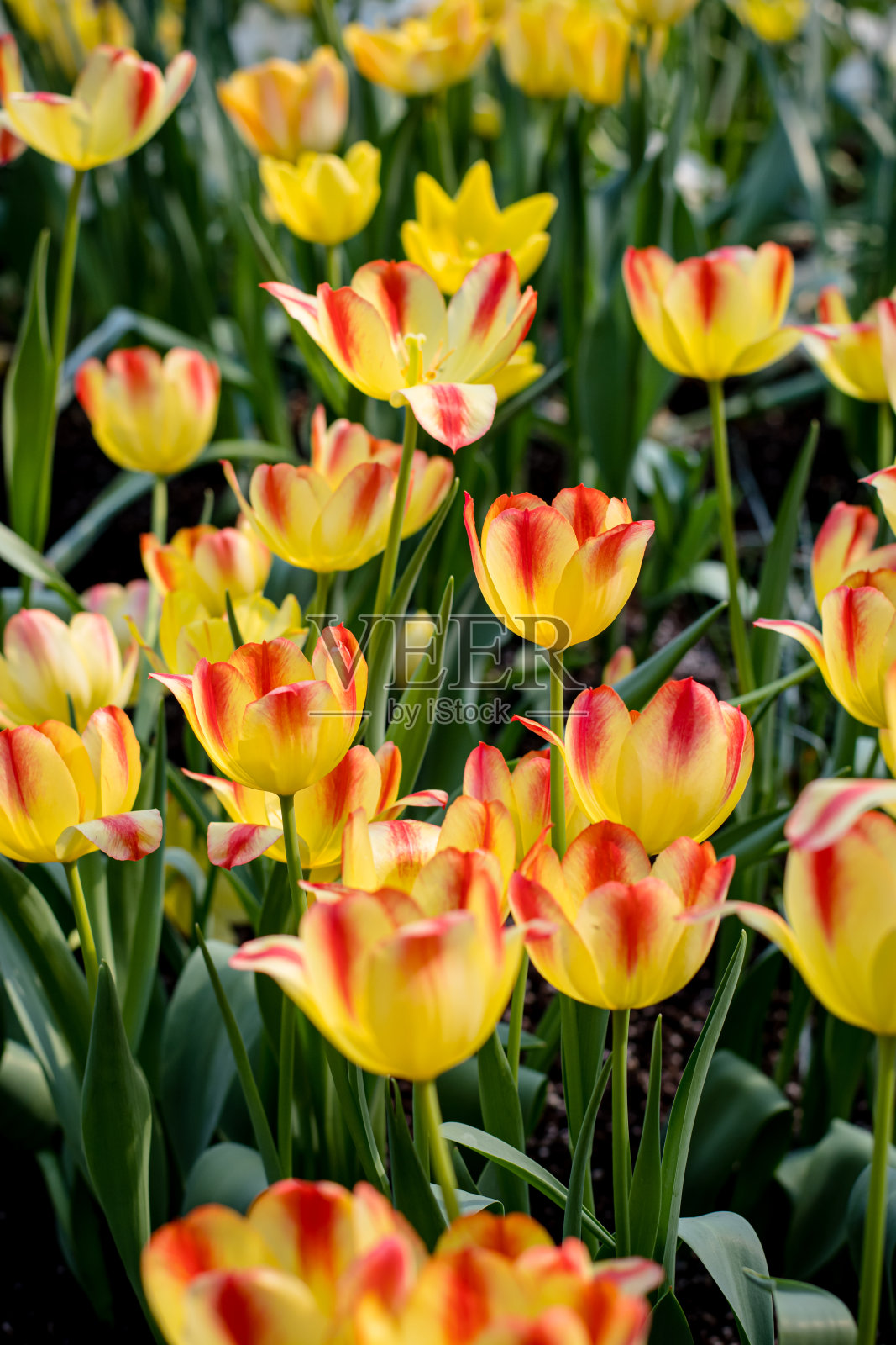 春天田野里红色条纹图案的黄色郁金香照片摄影图片