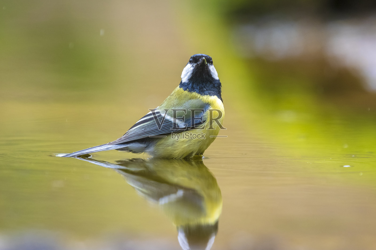 大山雀主要鸟类特写镜头照片摄影图片