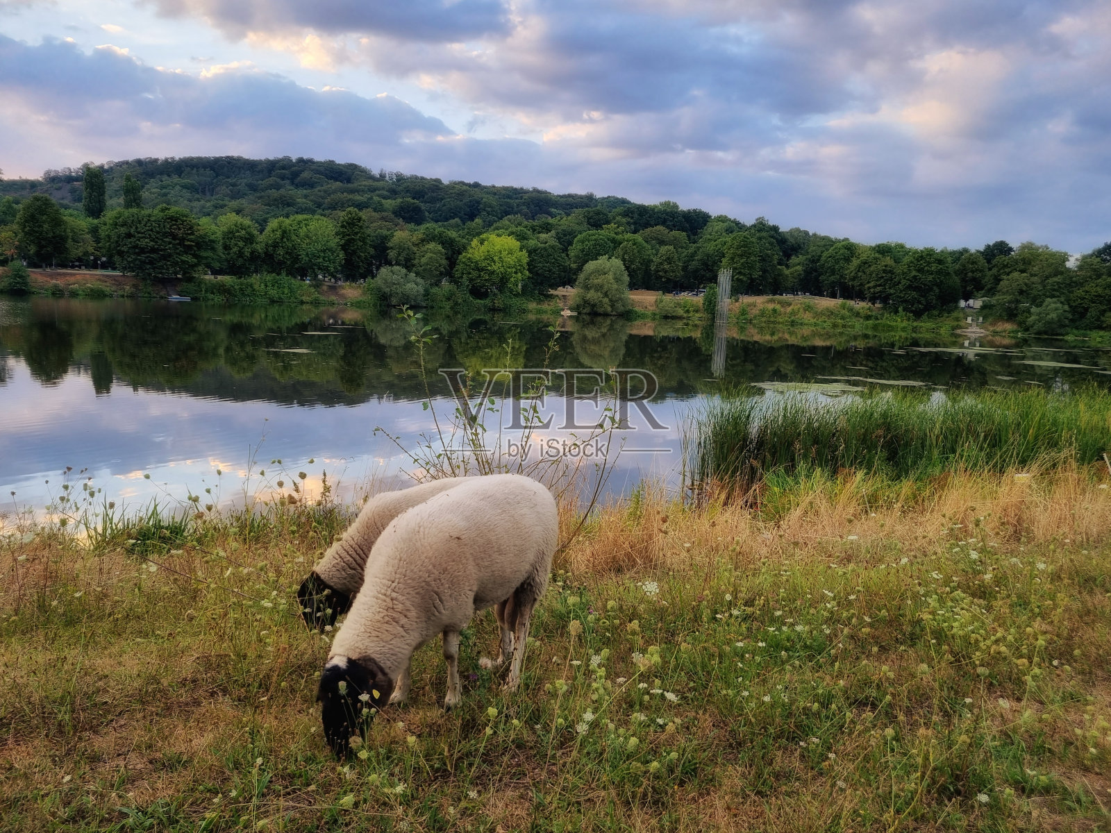 田园诗般的风景，两只羊在吃草照片摄影图片