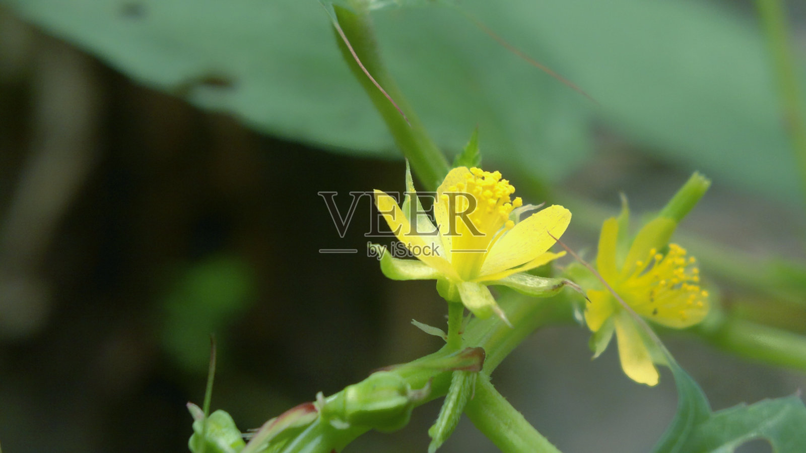 一个生动的特写，野花在其自然美，辐射新鲜与郁郁葱葱的绿叶和明亮的黄色花朵。照片摄影图片