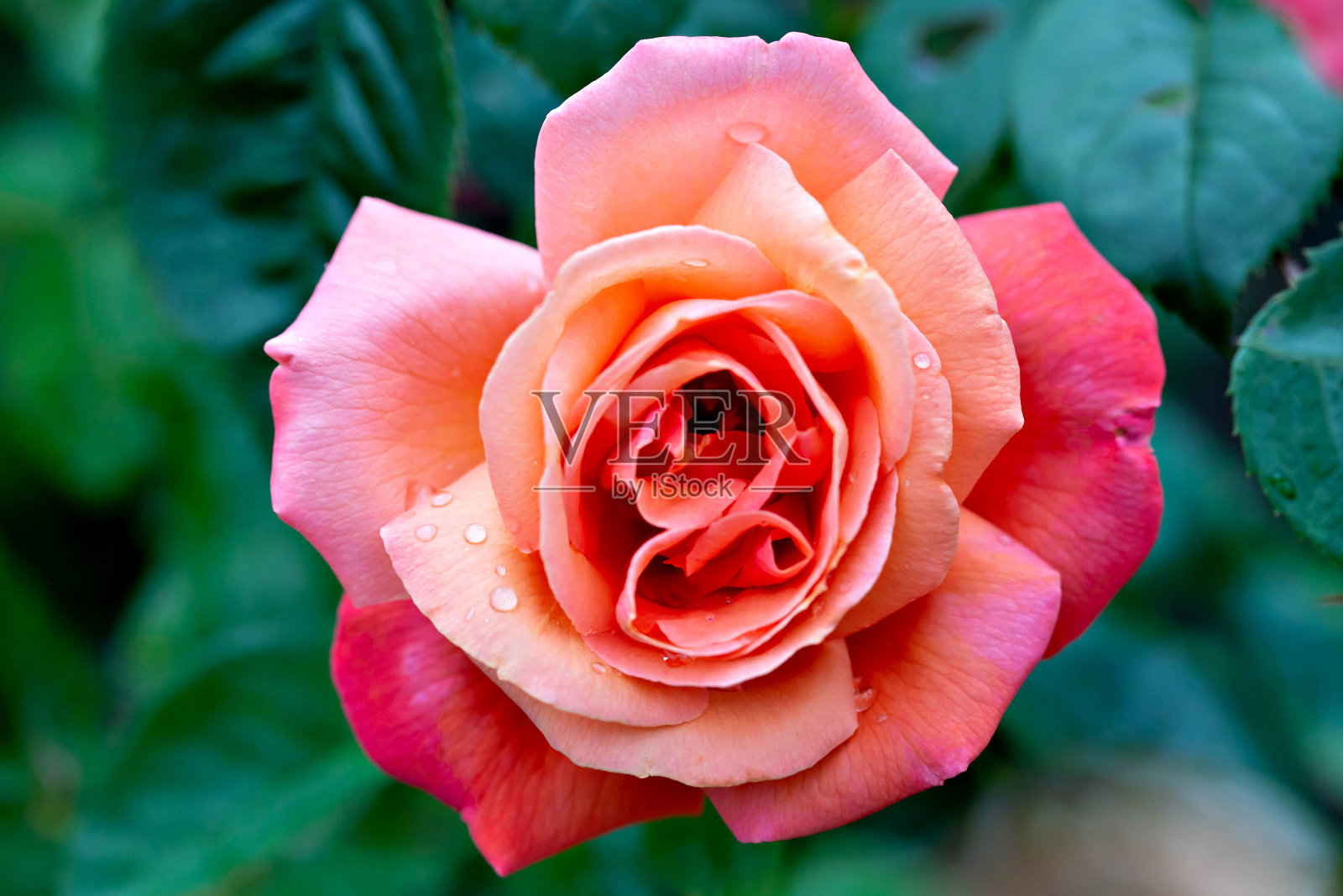 大型白色豪华玫瑰花在公园的绿色灌木上-玫瑰园，园艺，散景效果，选择性对焦，模糊背景，模糊，散景照片摄影图片