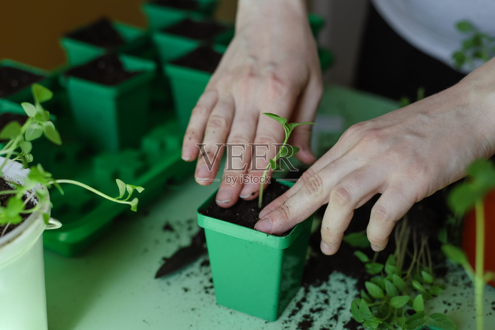 一名妇女在家中的苗盘里移栽植物幼苗。挖出physalis。园艺是一种爱好。照片摄影图片