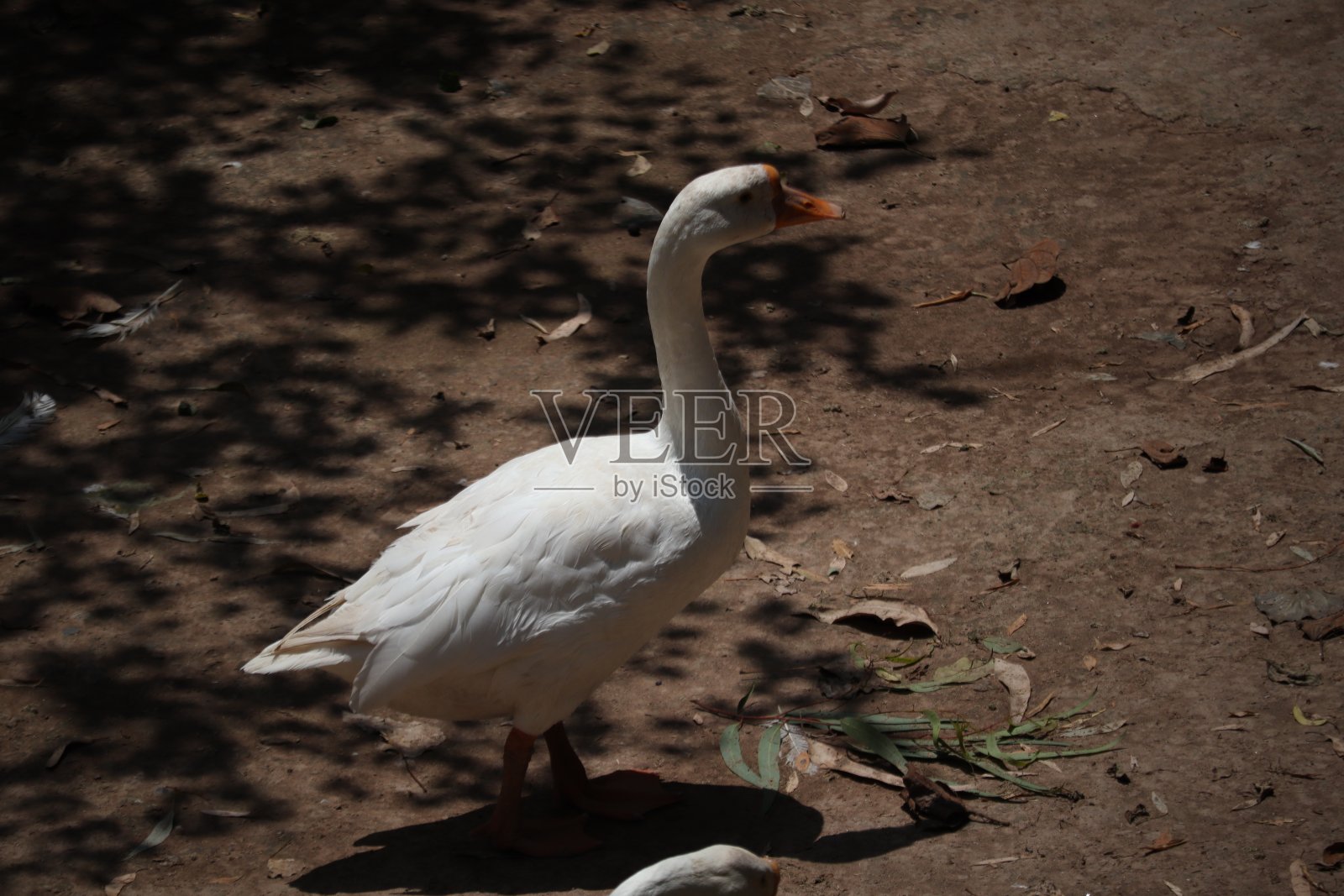 鸭子的家人照片摄影图片