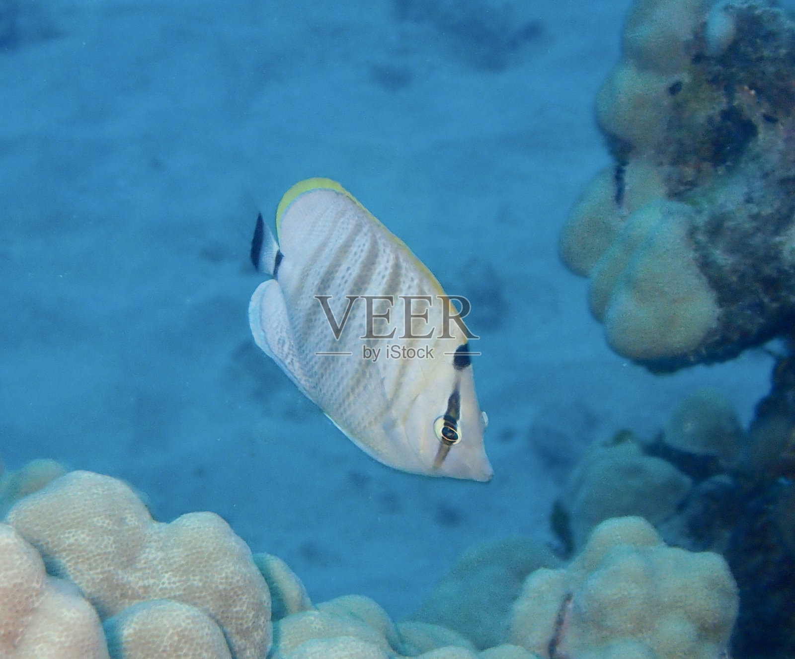 礁蝴蝶鱼照片摄影图片