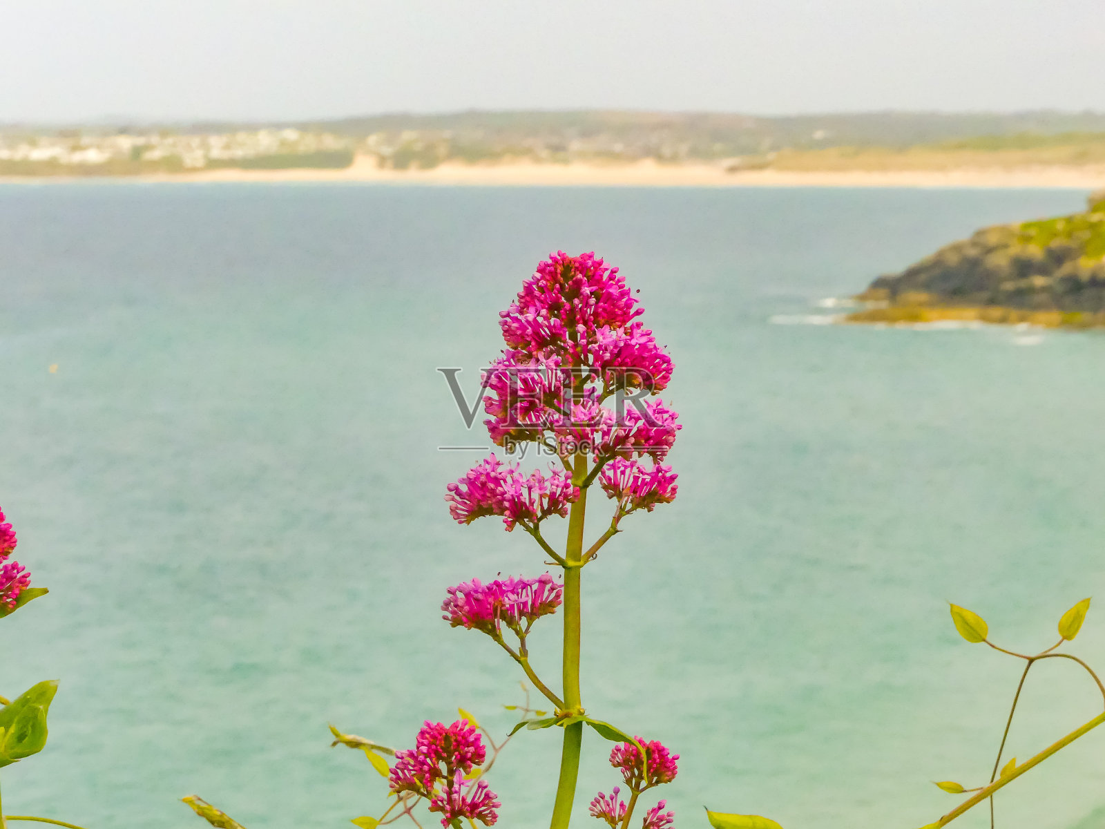 花照片摄影图片