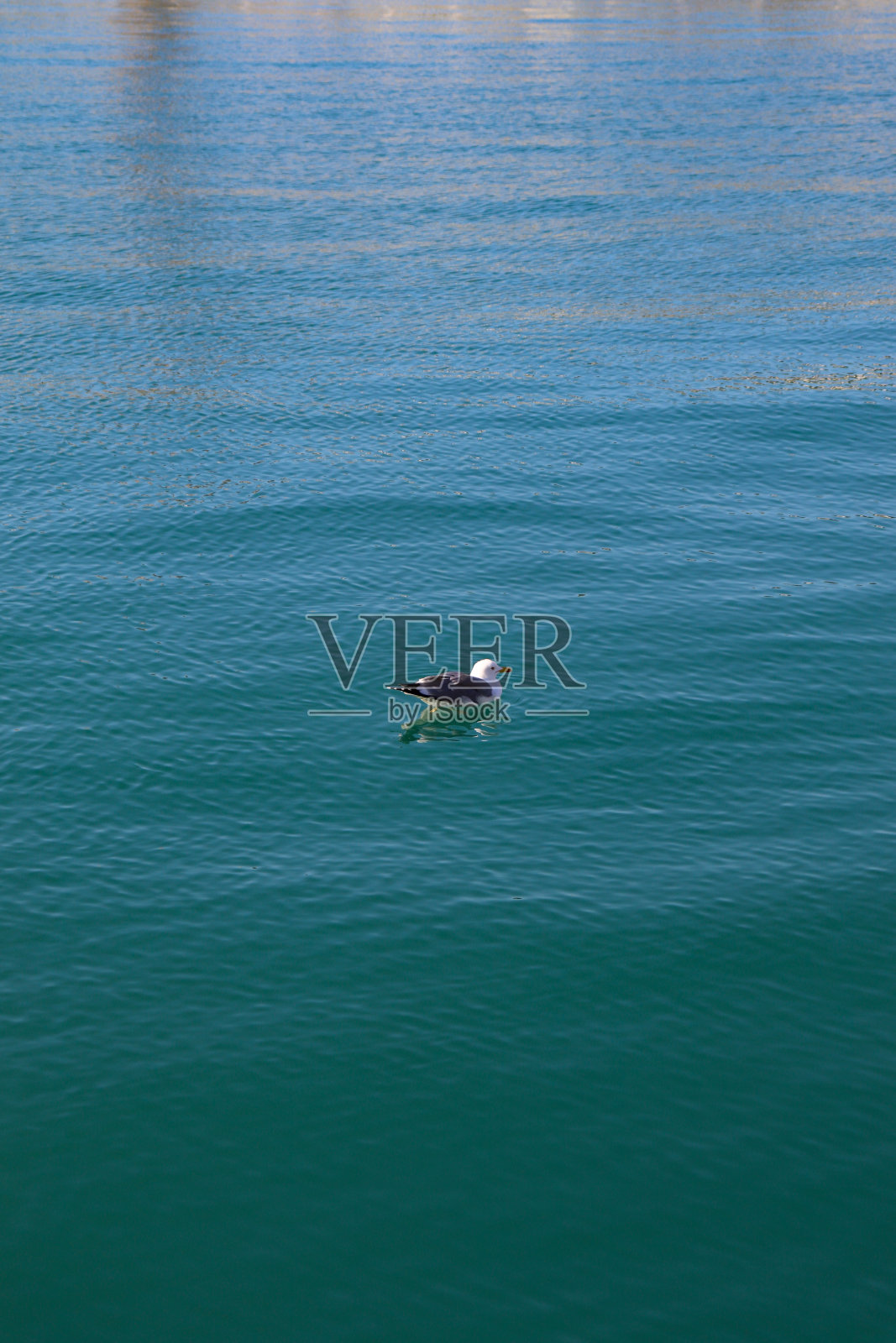 一只海鸥独自在开阔平静的水面上放松身体照片摄影图片