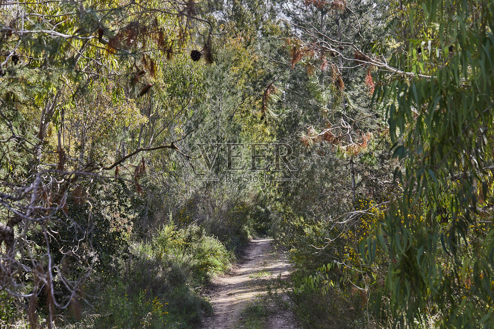 晴天清晨绿色混交林中的小路照片摄影图片