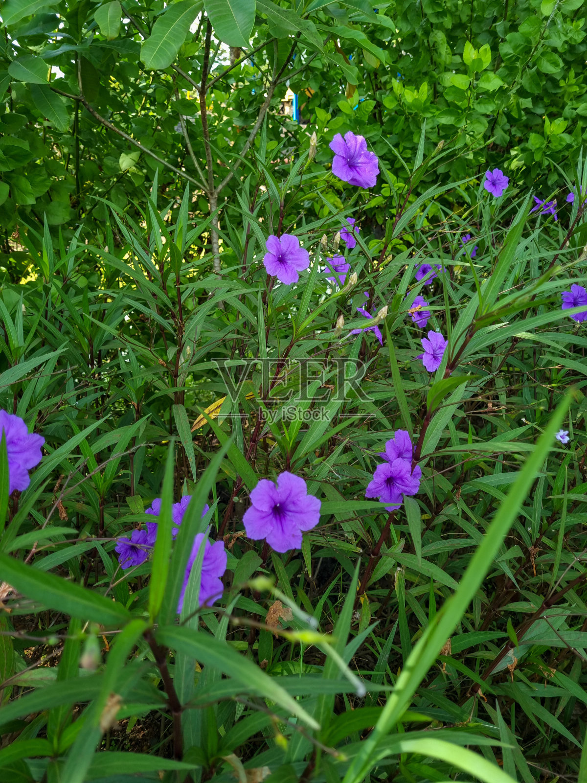 紫肯卡纳或Ruellia simplex是一种紫色，粉红色或蓝色(有些是白色)开花植物，来自刺科。植物生长在热带地区照片摄影图片