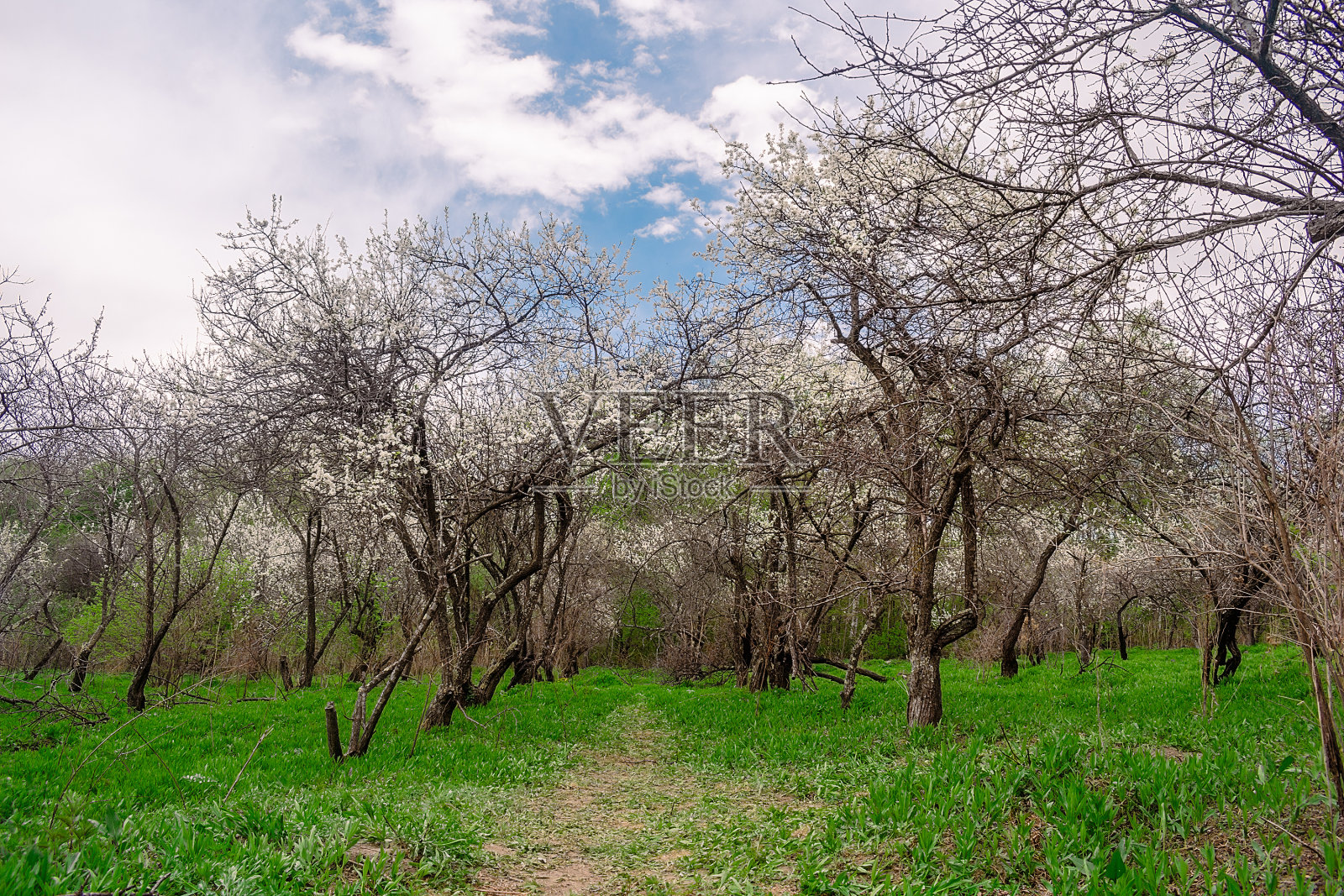 春天开白花的树和嫩绿的草。照片摄影图片