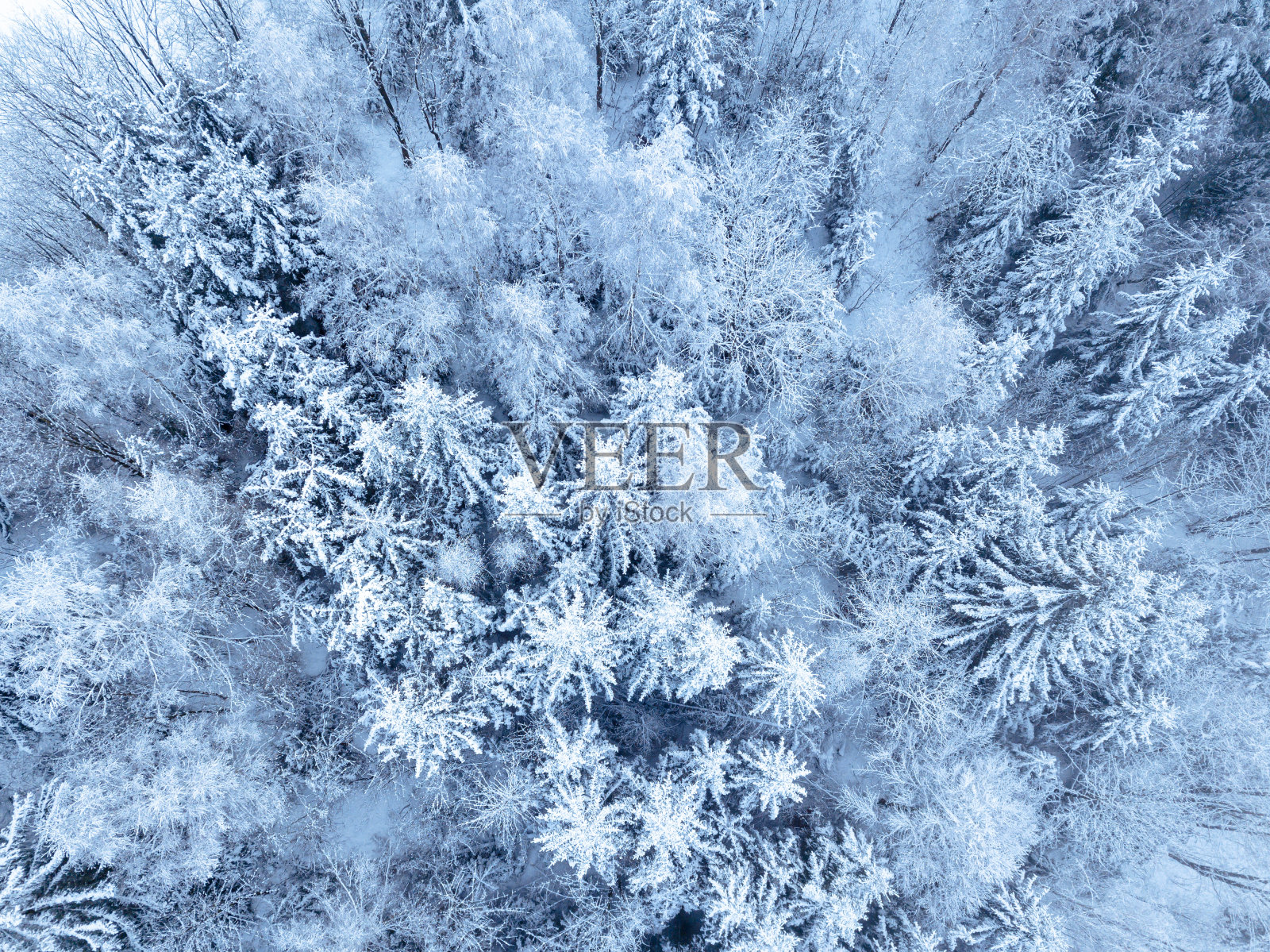 天线。冬天森林里的树和雪。从无人机上俯瞰自然背景照片摄影图片