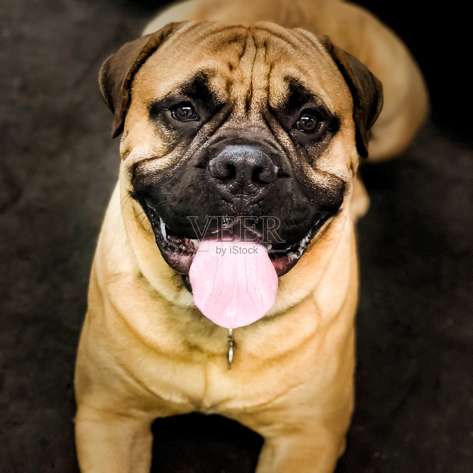 哈巴狗培训照片摄影图片