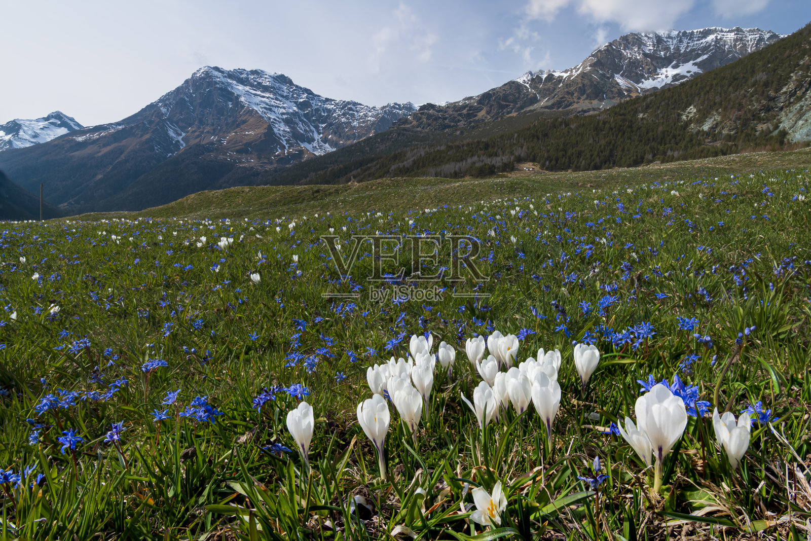 番红花在Valmalenco盛开照片摄影图片
