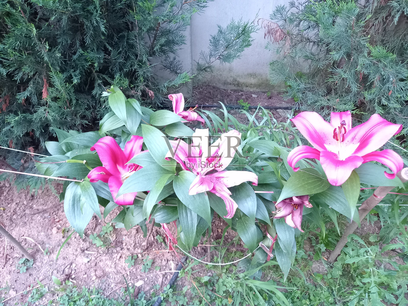 Çiçek pembe beyaz ye<e:1>照片摄影图片