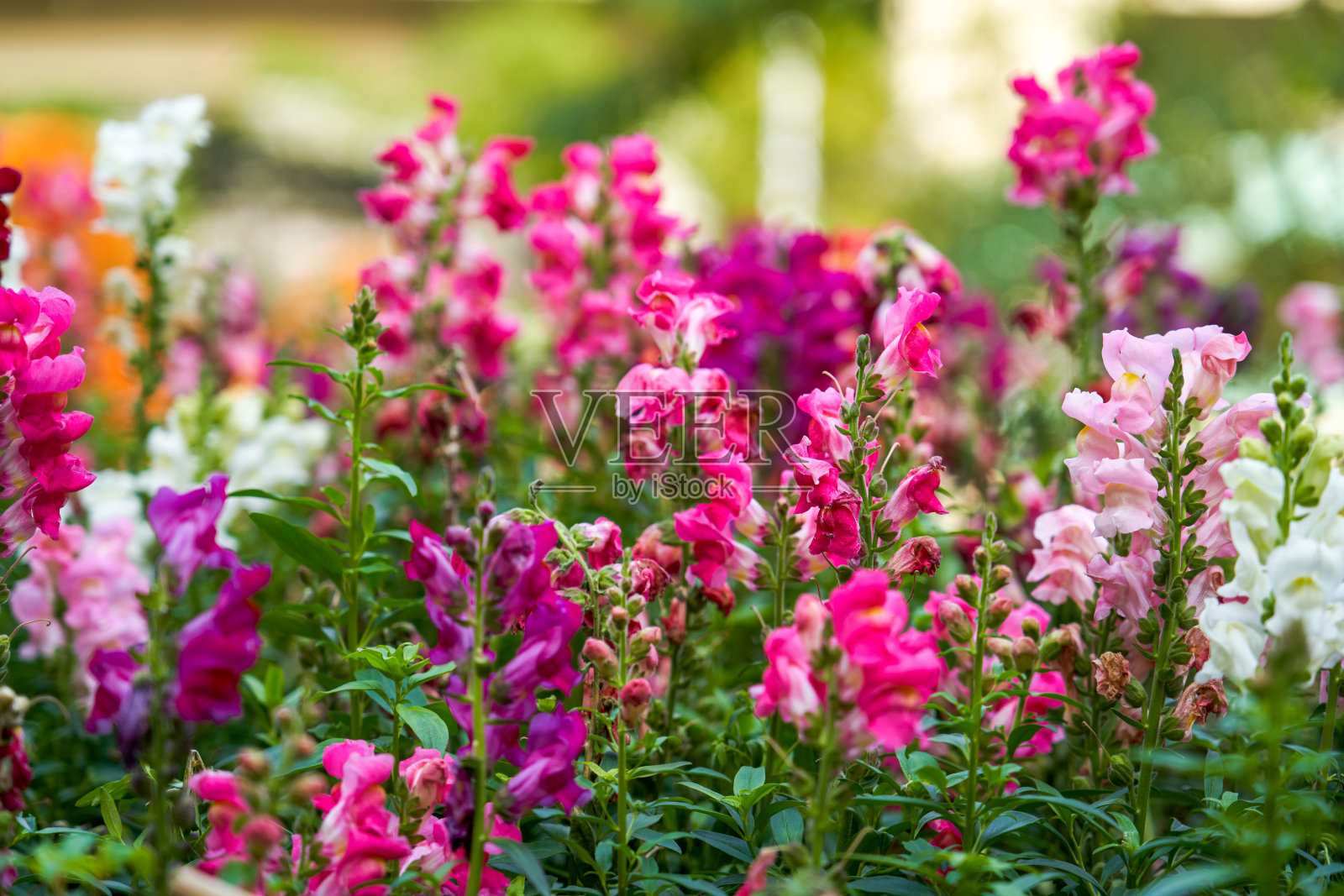花园里盛开着五颜六色的金鱼花的海洋照片摄影图片