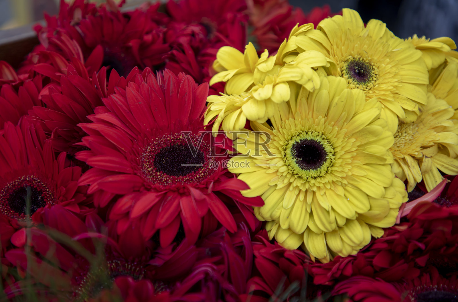 黄色和红色的花照片摄影图片