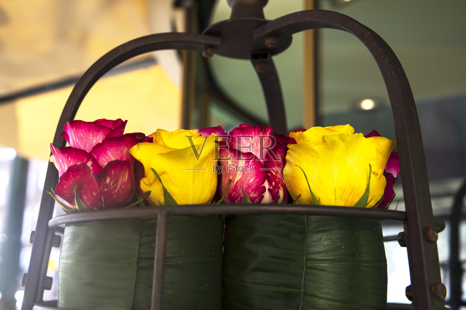 四个玫瑰照片摄影图片