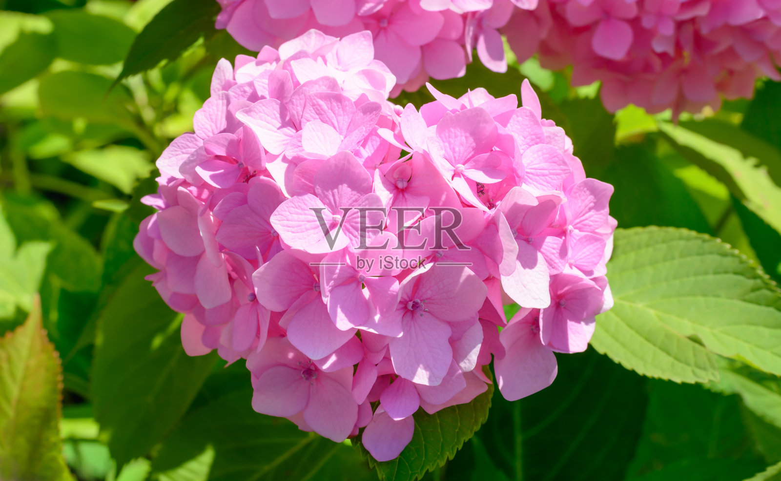 粉红色绣球花在模糊的背景照片摄影图片